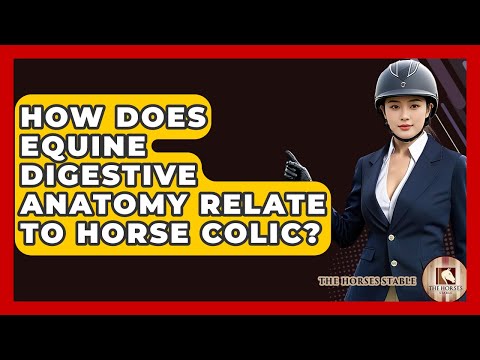 Fascinating Insights into Equine Stomach Anatomy and Function