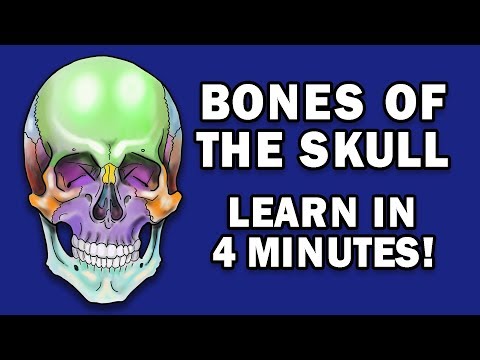 Anatomy of the Human Skeleton: A Visual Representation