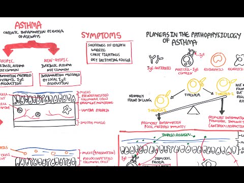 Wheezing Pathophysiology: Mechanisms and Implications in Health