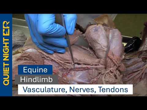 Equine Hind Limb Anatomy for Veterinary Science Enthusiasts