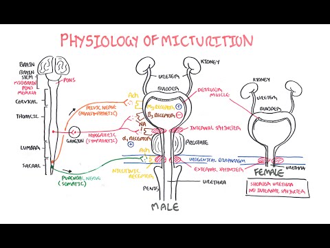 Pathophysiology of Urinary Retention: Mechanisms and Implications