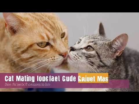 Fascinating Insights into Cat Mating Behavior and Strategies