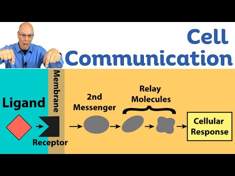 Cell Signaling: The Language of Life in AP Biology