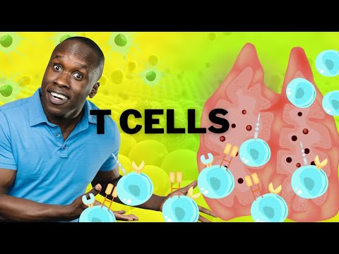 Cytotoxic and Helper T Cells: Guardians of Immune Response