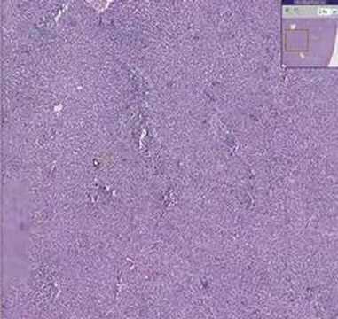 Advancements in CMV Histology and Its Scientific Applications