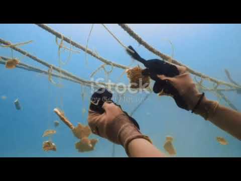 The Fascinating World of Zoology and Its Importance in Science