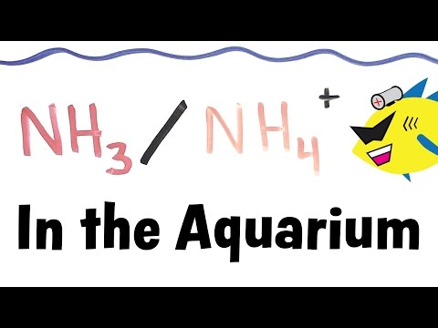 Ammonia and Ammonium: Chemistry's Vital Connection