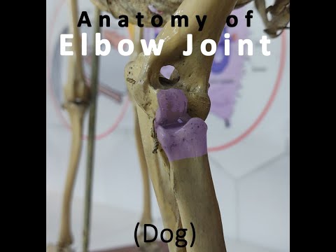 Canine Elbow Joint Anatomy and Its Importance in Veterinary Health