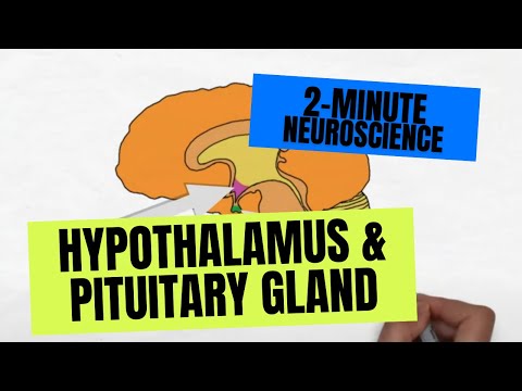 The Role of the Hypothalamus and Pineal Gland in Health