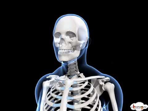 3D Models of the Human Skeleton in Scientific Outreach