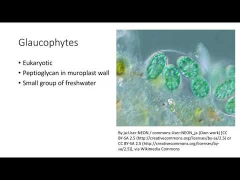 Algae Taxonomy and Its Role in Ecosystem Dynamics