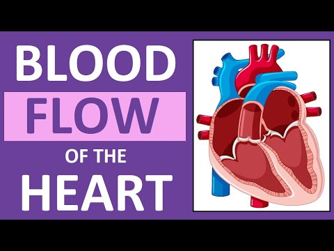Cardiovascular System Physiology in Health and Disease
