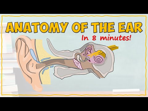 Intricate Anatomy of Ear Structures and Their Functions
