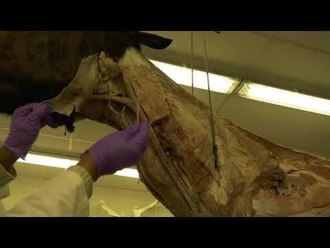 Equine Neck Anatomy: Structure and Function Explained