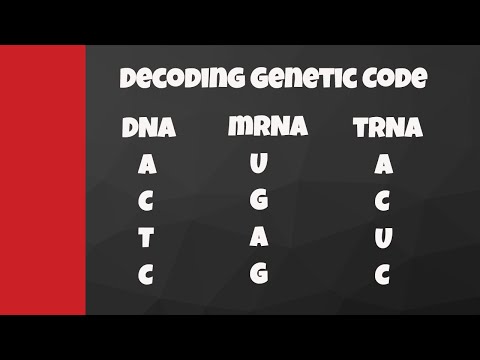From DNA to mRNA: The Coding Strand Journey