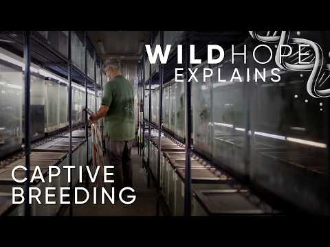 Conservation Through Captive Breeding Programs in Science