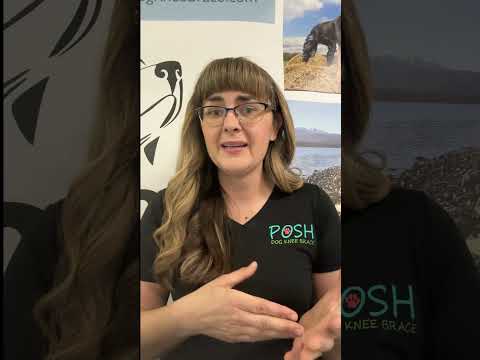 Canine Hock Anatomy and Its Importance in Veterinary Science