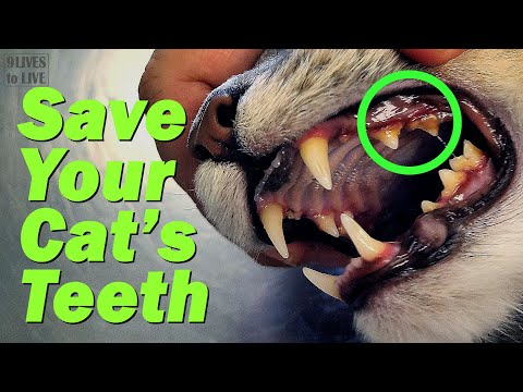 Feline Dental Design: A Close Look at Cat Teeth Anatomy