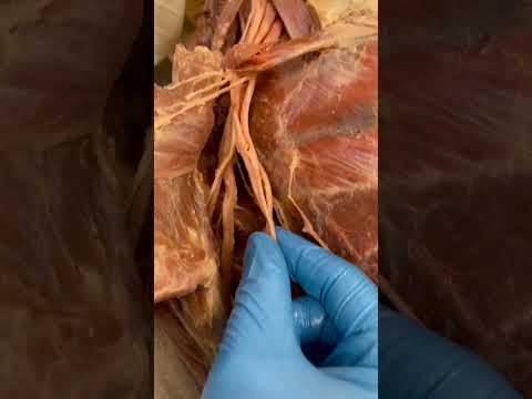 Fascinating Examples of Anatomy and Physiology in Action