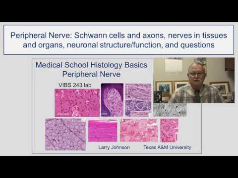 Schwann Cell Histology: Unraveling Peripheral Nervous System Structure