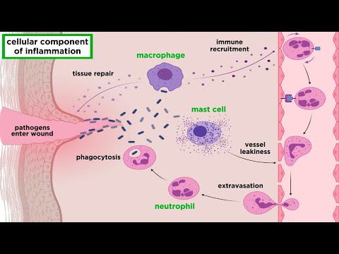 The Science Behind Inflammation and Its Pathophysiology