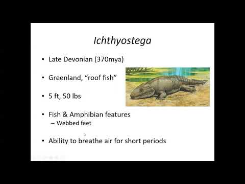 Anatomy of Amphibians: A Window into Evolutionary Biology