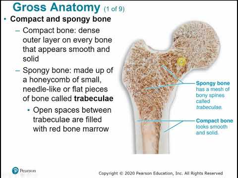 Chapter 6 Anatomy and Physiology in Scientific Outreach