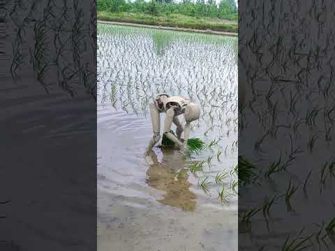 Innovative Rice Robotics Enhancing Agricultural Efficiency