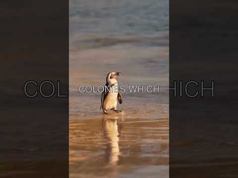 Penguin Behavior and Its Role in Ecosystem Dynamics