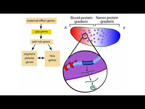 The Role of Gap Genes in Developmental Biology
