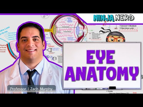 Anatomy of the Eye: A Journey Through Its Intricate Structures