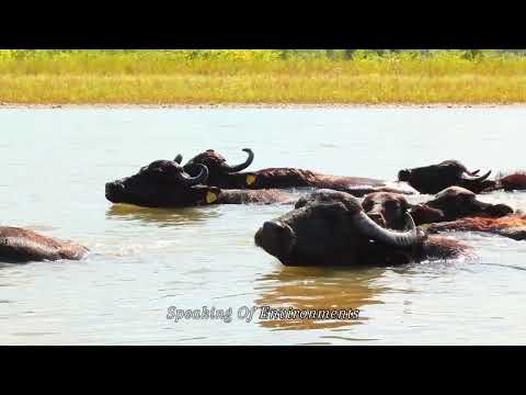 Buffalo Anatomy and Its Role in Ecosystem Balance