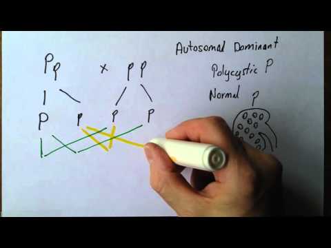 Examples of Autosomal Dominant Disorders in Genetics