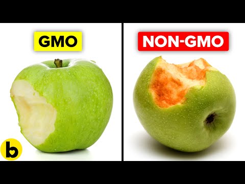 GMO Foods and Their Safety: Insights from Scientific Research