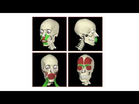 Functional Anatomy in Science and Outreach Initiatives
