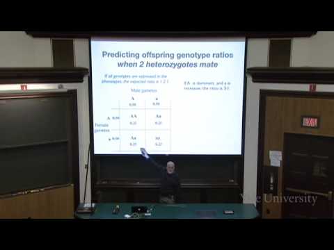 Transmission Genetics: Bridging Theory and Practice in Science