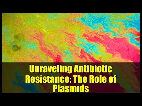 Unraveling the Role of the Ampr Gene in Bacterial Resistance