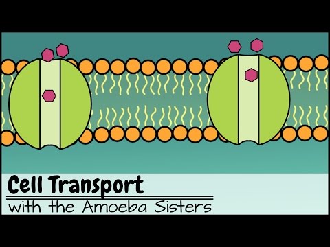 Cell Membranes: Gatekeepers of Life at the Cellular Level