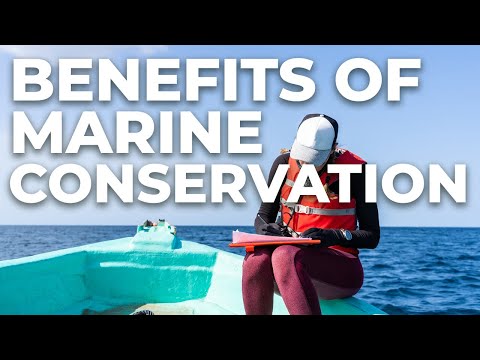 Marine Biologists: Bridging Science and Ocean Conservation