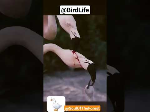 Flamingo Behavior: Insights from Scientific Research