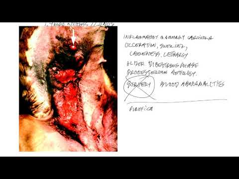 Examining Canine Mammary Gland Anatomy in Dogs