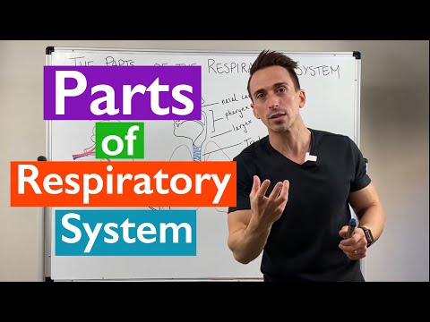 Human Airway Anatomy: Structure and Function in Health