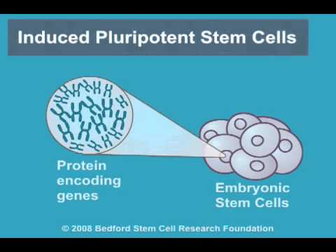 Pluripotency in Biology: A Foundation for Stem Cell Research