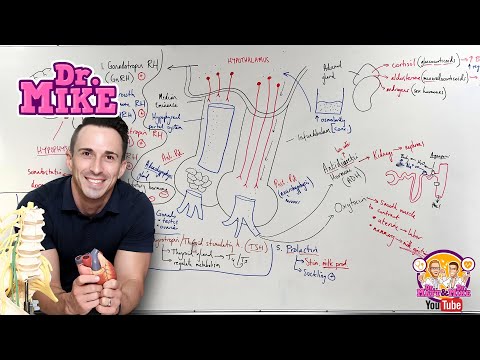 The Role of the Hypothalamus and Pineal Gland in Hormonal Balance