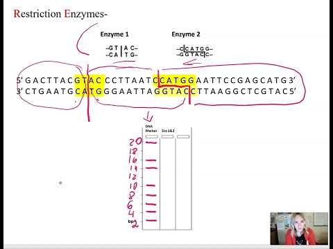 Harnessing Restriction Enzymes for DNA Precision Cutting