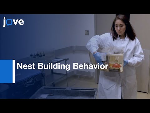 Behavioral Patterns in Mice: Insights from Scientific Research