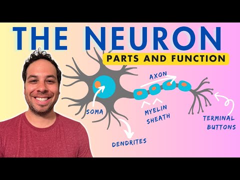 Neurons in Action: The Heart of Nervous System Function