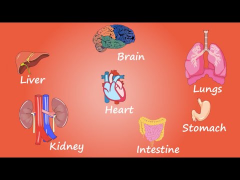 The Human Skeleton and Its Vital Organ Connections