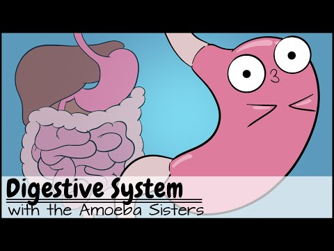 Digestive System Anatomy and Physiology in Human Health