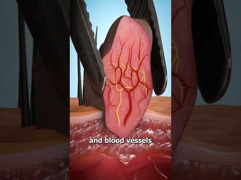 Orchard Toxicology: Risks and Remedies for Healthy Harvests